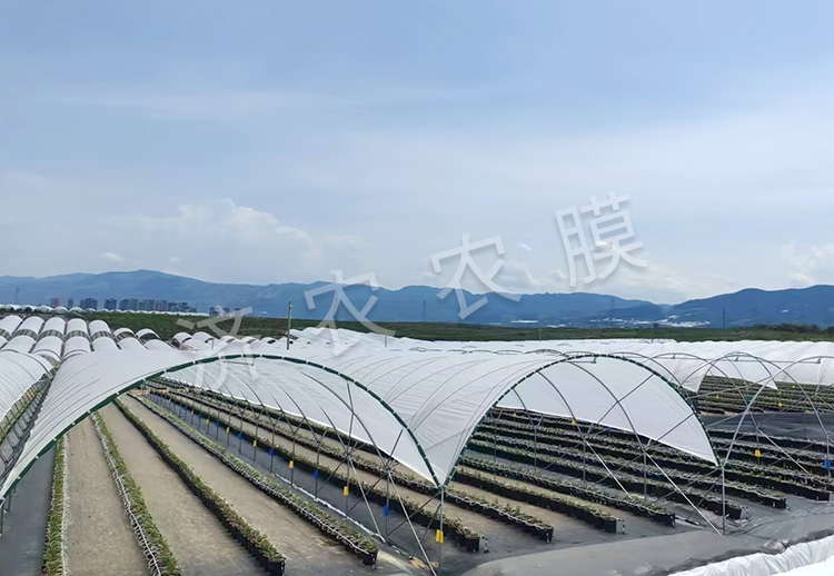 玉溪蓝莓大棚膜报价