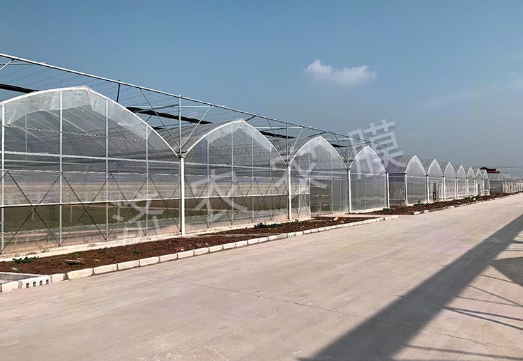 广安蓝莓大棚膜厂