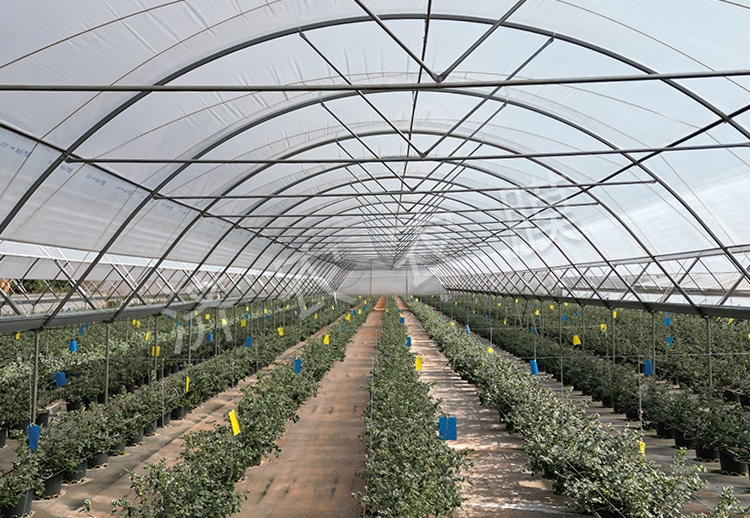 玉溪蓝莓大棚膜公司