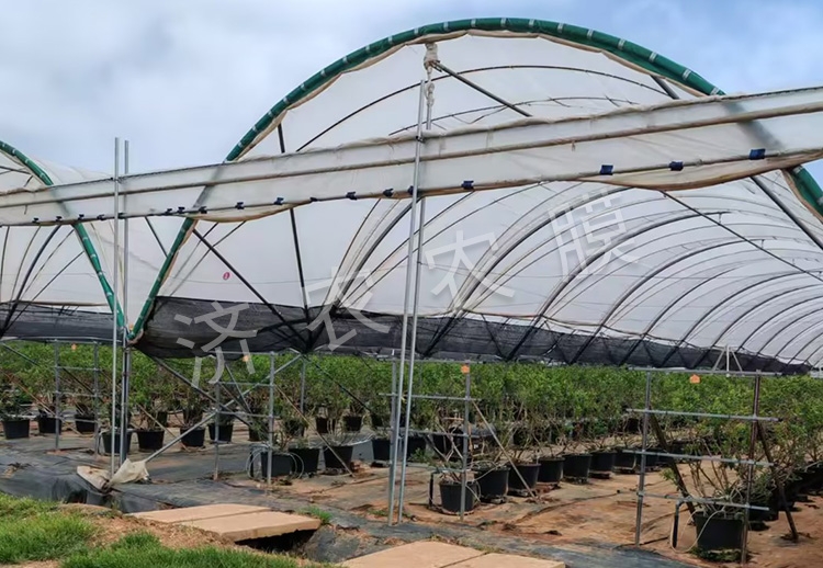 玉溪蓝莓大棚膜批发