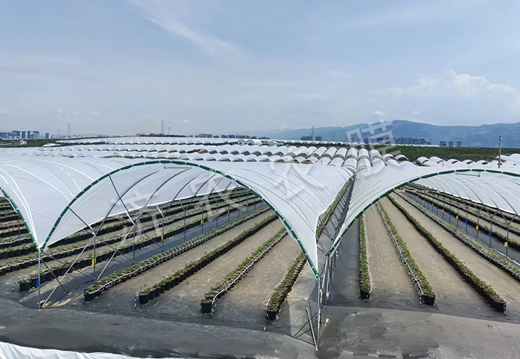 广安蓝莓大棚膜厂家