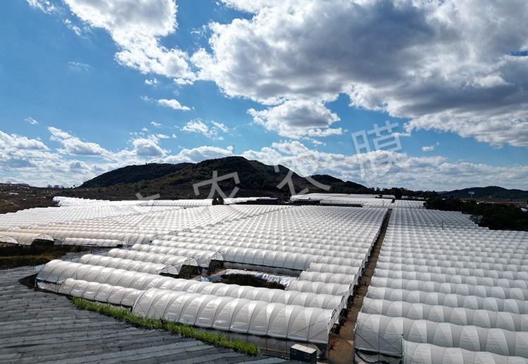 广安蓝莓大棚膜价格