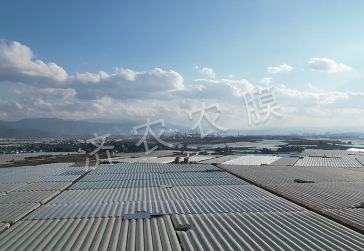 广安蓝莓大棚膜