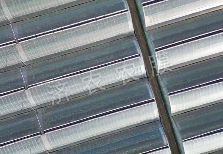 广安蓝莓大棚膜安装